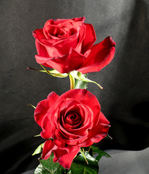 Black Magic is a Dark Red Rose. Very big head. Open stage. 