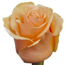 We do not see Prima Donna at many farms. It is very sophisticated peach color.