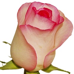 Big bicolor pink rose. Available in Ecuador