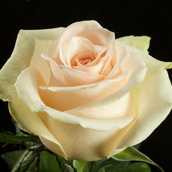 Cream White Rose. Very big.