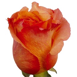 Orange dark color rose. Very nice. 