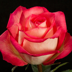 Mya is very rare bicolor pink rose in Ecuador