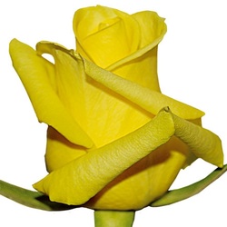 We do not often see High Light available. Very unique yellow rose