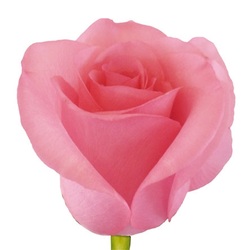 This rose is not available on many farms. Gigi is a big head rose pink