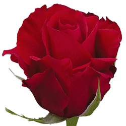 Sexy red, it is one of the Big red rose from Ecuador. Availability is not high. Long stems nice dark red rose