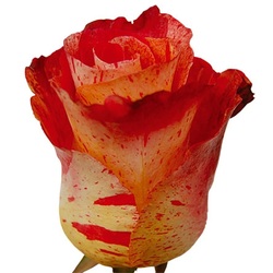 We do not often have Bengala rose available