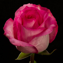 Priceless. One of the latest bicolor pink Ecuador roses.