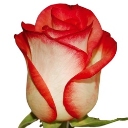 Blush is a bicolor dark pink rose. Big head. Nice and popular.