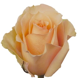 Versilia is peach color rose. BIg head size. There is Dark Versilia also.