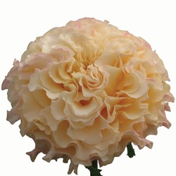 Campanella is rose garden type. It is very expensive and unique rose