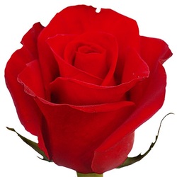 Freedom is the most common red rose at the farms in Ecuador now. I bet there is not a single farm that can claim not having it. Best red rose in all names: Dark, Big head, Nice foliage, Long vase life.