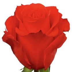 Star 2000 is most common Orange color rose in Ecuador