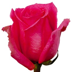 Huge head size rose. Very pretty. Hot Pink or Fucsia tones.