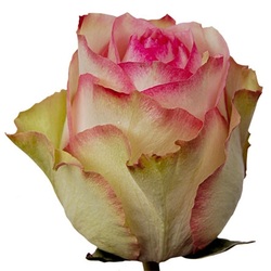 Most demanded bicolor pink rose. A classic in France.