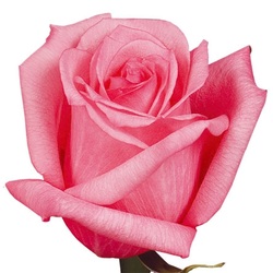 Dark Engagement is an Ecuador Rose, few available, rare.