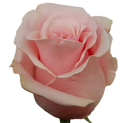 Titanic is the biggest light pink rose available in Ecuador