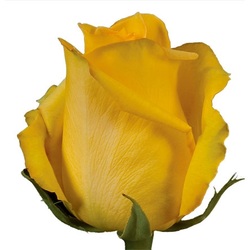 Mohana is the biggest yellow rose available now. A true unique rose in Ecuador