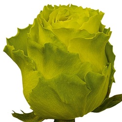 Limbo is Green. One of the first green rose available