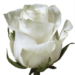 Pure White rose