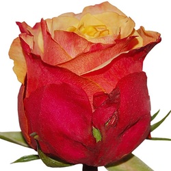 Cherry Brandy is rather orange-yellow bicolor rose. Very big rose. Large head.