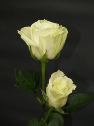 Cream White Rose available in Ecuador. Very popular.
