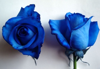 Tinted blue is now classic color. Often available. It is a vendela rose, tinted with blue. Other colors also available
