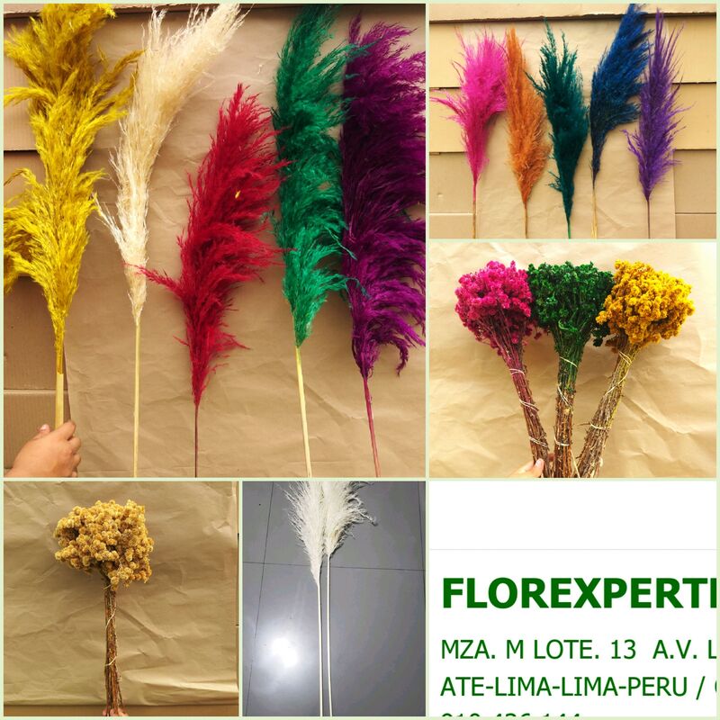 Our products include Pampas Grass, Cortaderia, Arnica. Natural and Tinted Colors